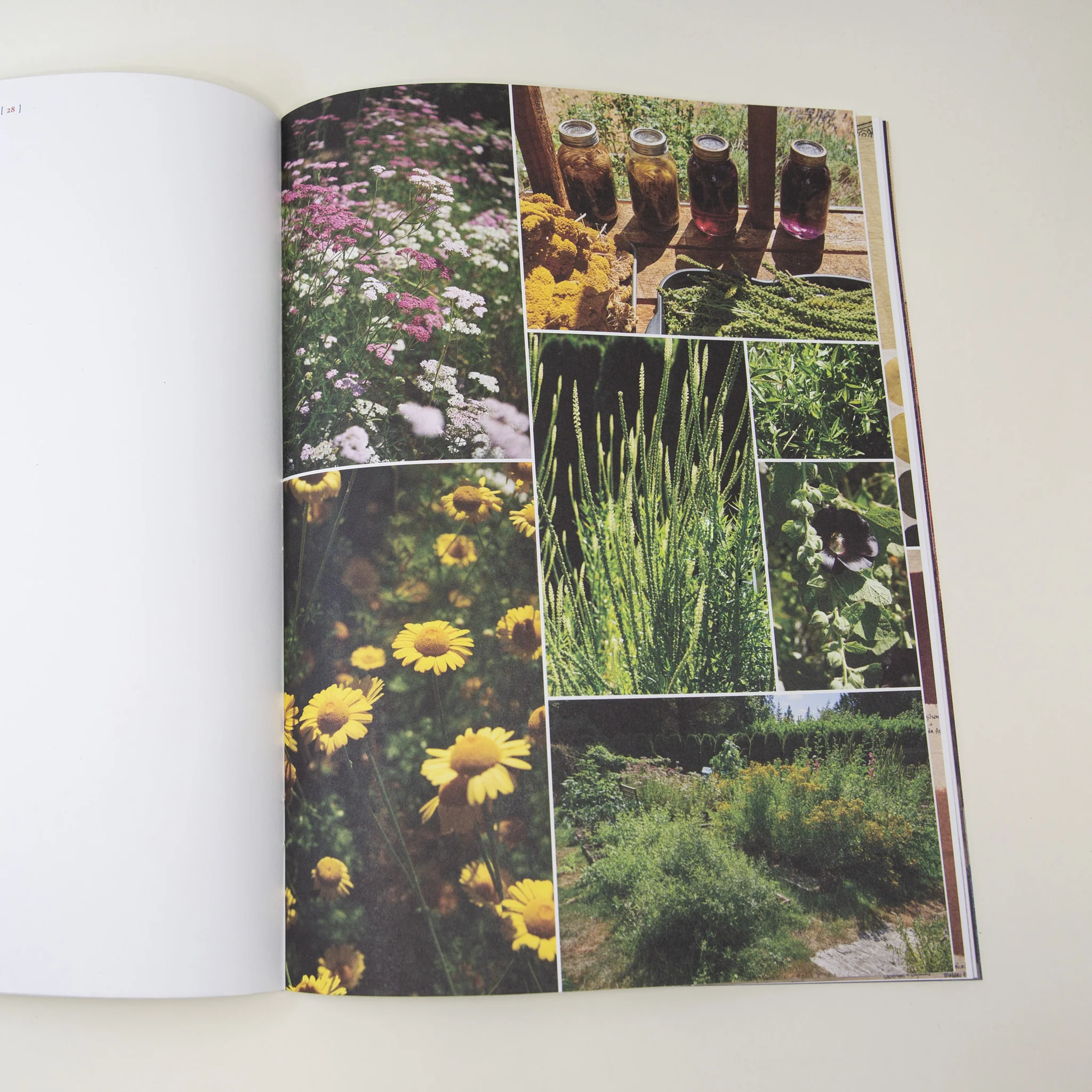 A Natural Dye Journal - Image 7